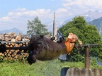 IMG 2619